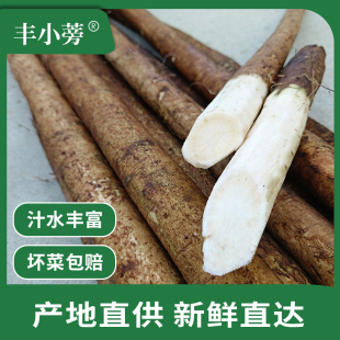 现挖牛蒡新鲜整根5斤优选兰陵苍山牛膀旁茶寿司料理紫菜包饭 原料