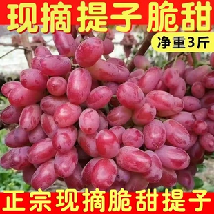 顺丰包邮现摘红提葡萄新鲜茉莉香提子脆甜整串水果1/2/3/4/5斤