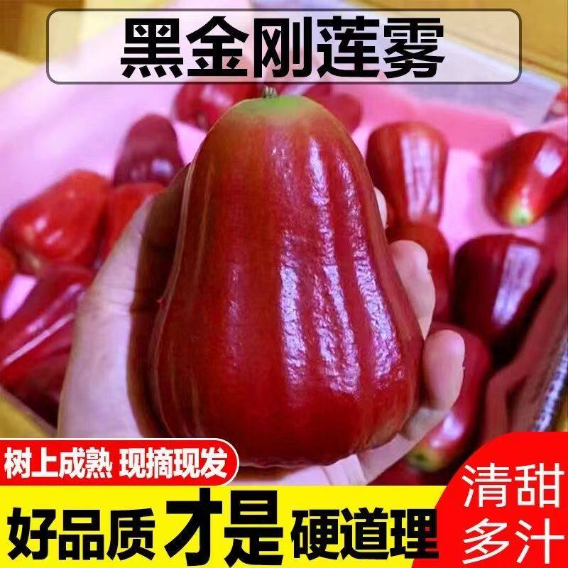 顺丰包邮黑金刚莲雾热带莲雾果新鲜当季时令水果脆甜多汁1/3/4斤
