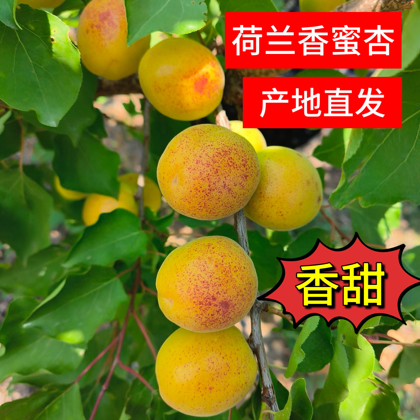 正宗荷兰香蜜杏现摘纯甜杏子山东烟台应季新鲜水果孕妇大黄杏包邮