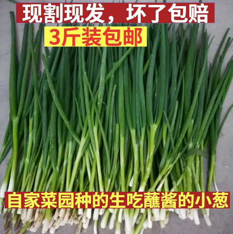 自家菜园小葱新鲜现割农家蔬菜山东蘸虾酱小葱非东北大葱3斤包邮