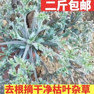 二斤装2026现挖山东新鲜茵陈正月三月绵茵陈白蒿嫩芽时令野菜食用