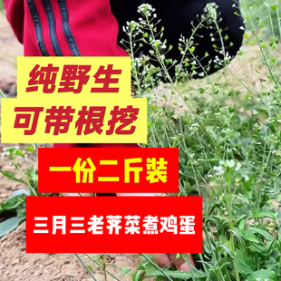 开花带根纯野生整颗老荠菜月子煮鸡蛋三月三整株老荠菜煮水包邮