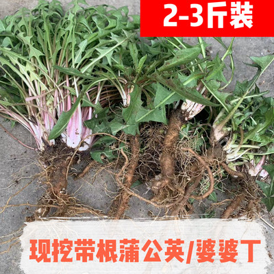 包邮新鲜整颗根纯野生蒲公英