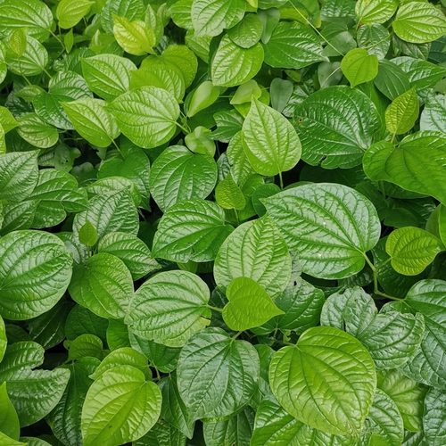 野菜海南食用新鲜假蒌哈喽蛤蒌