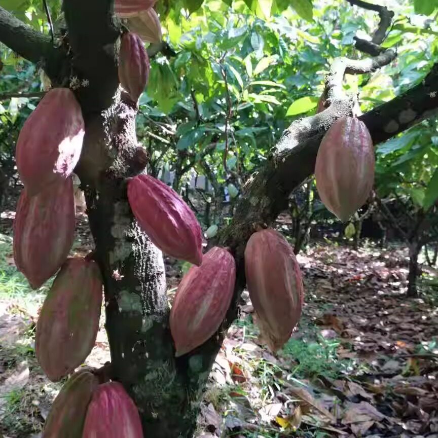 海南热带新鲜可可果巧克力原料果实天然烘焙原料果园直发包邮食用