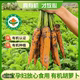 包邮 顺丰 2025新内蒙古后窑子有机胡萝卜带泥新鲜孕妇宝宝辅食