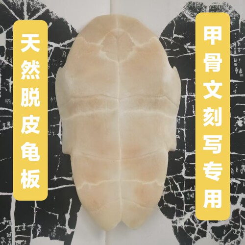 甲骨文龟板龟趣天然专用刻字描绘脱皮文教用品龟甲乌龟板手工diy