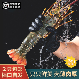 青龙虾鲜活生鲜海捕海鲜小青龙虾新鲜速冻活冻冰鲜澳洲大青龙包鲜