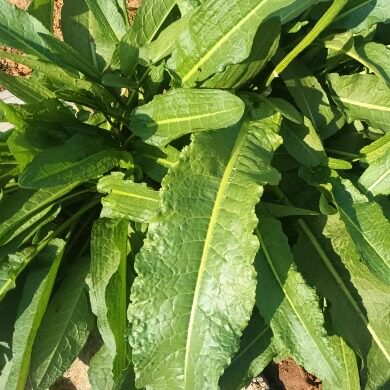 新鲜土大黄新鲜洋铁叶子鲜大青化雪莲现挖现发500g