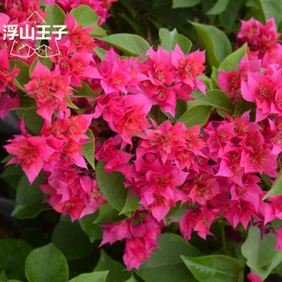 浮山王子重瓣三角梅重瓣红重瓣黄重瓣橙重瓣怡景四季开花庭院花卉