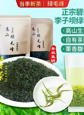 甘肃陇南李子坝绿毛峰包邮茶叶