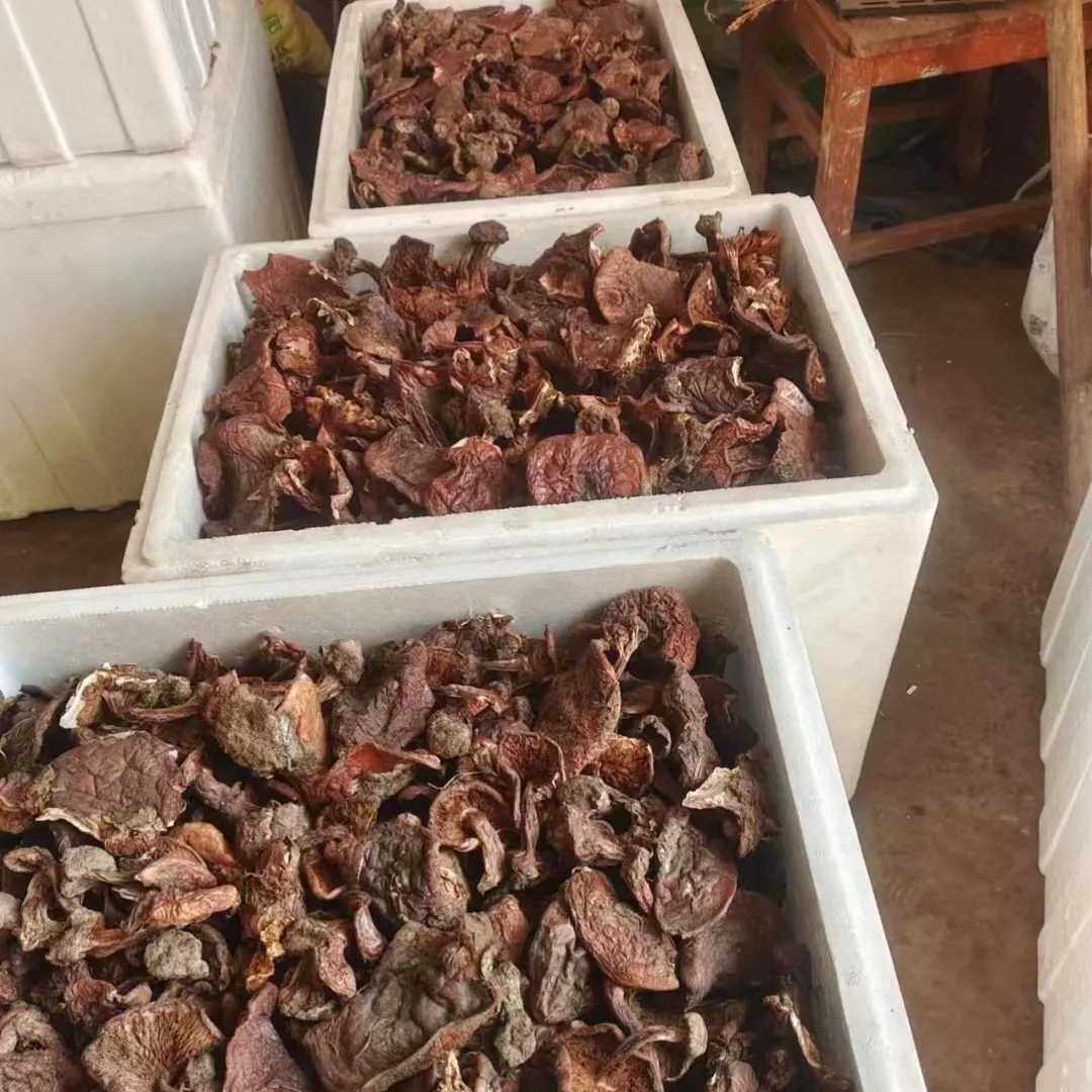 宁夏贺兰山紫蘑菇,野味香,臊子面,炖小鸡,羊肉。送礼自食都可