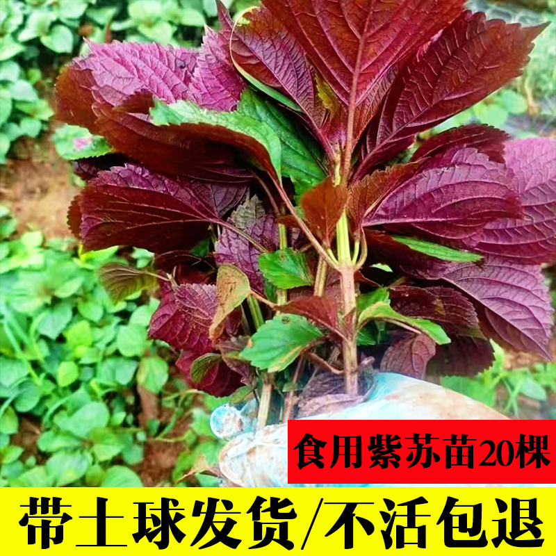 可食用紫苏苗20棵带土带根发货大叶新鲜紫苏幼苗四季盆栽阳台种植-封面