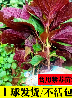 可食用浓香紫苏苗现挖带土带根发货大叶新鲜蔬菜大苗四季盆栽老桩