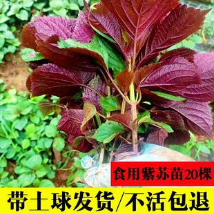 可食用紫苏苗20棵带土带根发货大叶新鲜紫苏幼苗四季 盆栽阳台种植