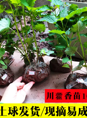 四川五香叶藿香苗带土发 可食用植物盆栽调味香草种植鱼香大茴香