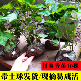 四川五香叶藿香苗带土发 可食用植物盆栽调味香草种植鱼香大茴香