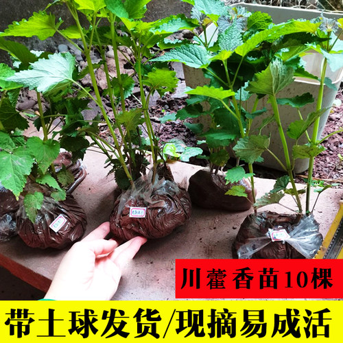 四川五香叶藿香苗带土发 可食用植物盆栽调味香草种植鱼香大茴香
