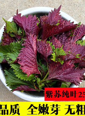农家现摘新鲜全叶紫苏叶无长杆可食用香料蔬菜鱼虾蟹牛蛙去腥提香