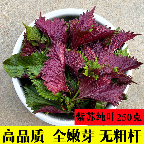 农家现摘新鲜全叶紫苏叶无长杆可食用香料蔬菜鱼虾蟹牛蛙去腥提香