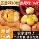 新疆 五香活珠子新鲜香辣味鸡胚蛋熟毛蛋钢化蛋开袋即食20枚入 包邮
