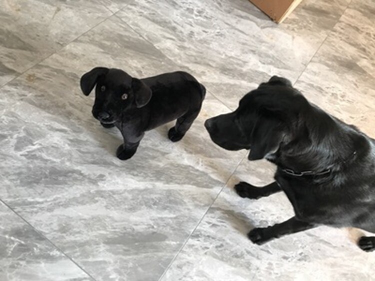 仿真新款儿童玩具拉布拉多犬毛绒公仔狗玩具创意女友生日礼物包邮