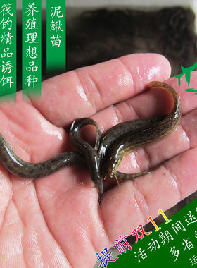 泥鳅苗血鹦鹉鳄鱼龟活体饲料