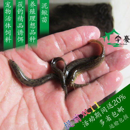 小泥鳅活体包邮 筏钓圆泥鳅苗缸鱼罗汉龙鱼血鹦鹉鳄鱼龟活体饲料