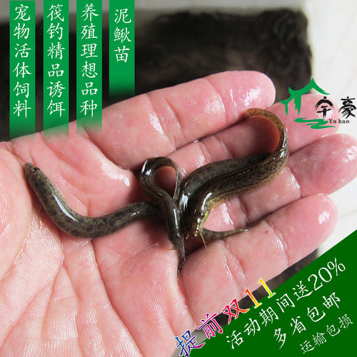 泥鳅苗血鹦鹉鳄鱼龟活体饲料