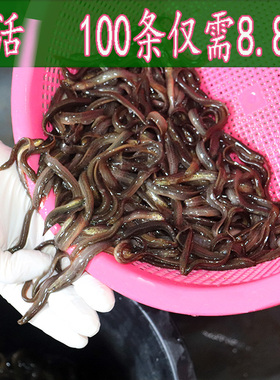 小泥鳅苗台湾泥鳅鲜活 圆鳅青鳅筏钓诱饵 鳅鱼活饵苗养殖鱼苗幼苗