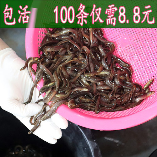 整条崇明筏钓喂鱼养殖泥鳅直销
