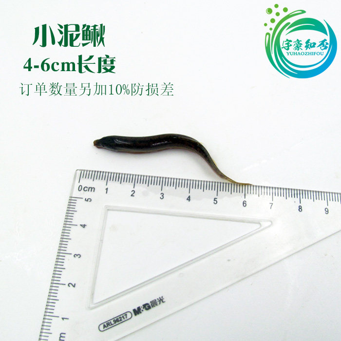 食用泥鳅鲜活 新鲜小泥鳅筏钓 打窝鳅鱼 钓鱼活饵泥鳅活体运输鱼