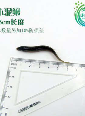 食用泥鳅鲜活 新鲜小泥鳅筏钓 打窝鳅鱼 钓鱼活饵泥鳅活体运输鱼