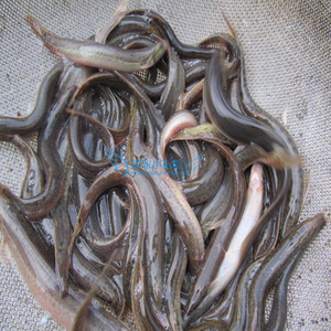 崇明生态河道泥鳅鲜活 活体小泥鳅苗活运 活泥鳅 80-100条/500g