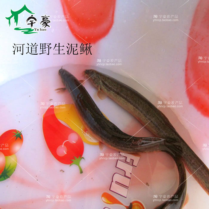 生态崇明野外青泥鳅 鲜活河鲜鳅鱼 稻田中鳅鱼500g（30条）活体运