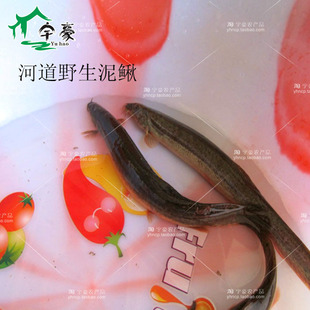 生态崇明野外青泥鳅 鲜活河鲜鳅鱼 稻田中鳅鱼500g（30条）活体运