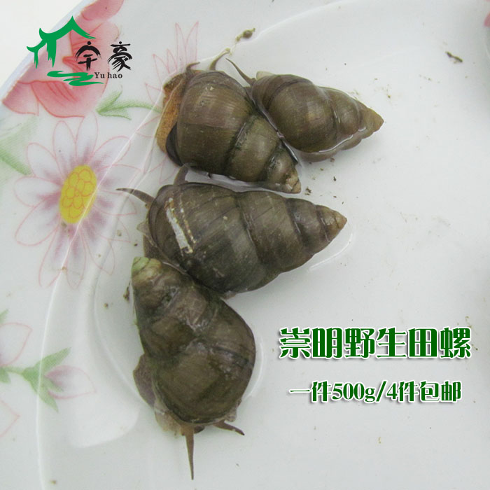 崇明青壳螺蛳壳薄食用钓鱼都可