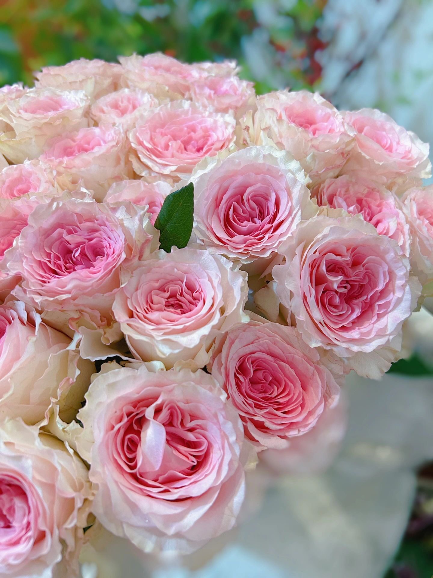 新鲜玫瑰大花粉色系玫瑰花稀缺品种洛神玫瑰云南产地直发顺丰包邮