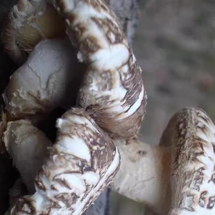 新货四川通江特产野生椴木花菇香菇蘑菇菌菇干货无硫散装500g