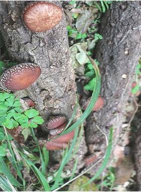 2026新货四川通江特产野生椴木小香菇丁蘑菇菌菇干货无硫散装500g