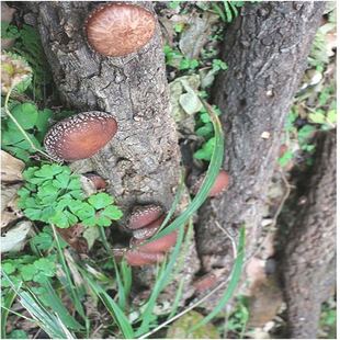 新货四川通江特产野生椴木小香菇丁蘑菇菌菇干货无硫散装500g