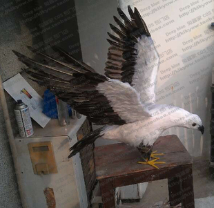 丐帮 隼 假的羽毛模型道具 不可活动 cosplay道具定做