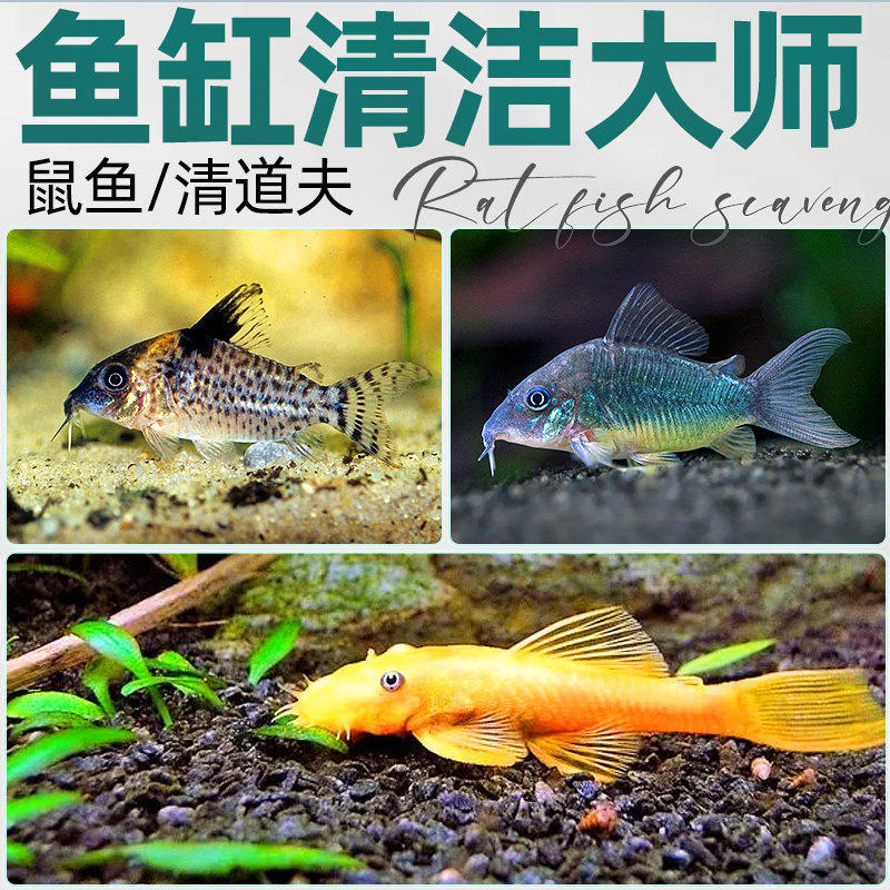 清道夫观赏鱼小型金苔鼠除藻工具淡冷水清洁粪便观赏黄金螺孔雀鱼