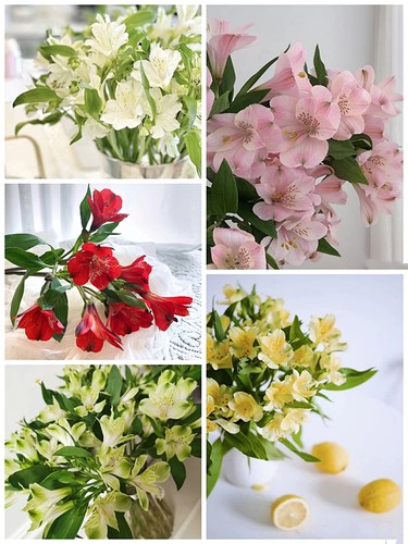白百合花鲜花销量排行榜 白百合花鲜花品牌热度排名 小麦优选