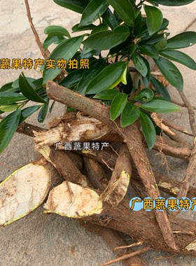 正宗新鲜公山竹根 木竹子树根 酸桐子 竹节果 岭南山竹公树根