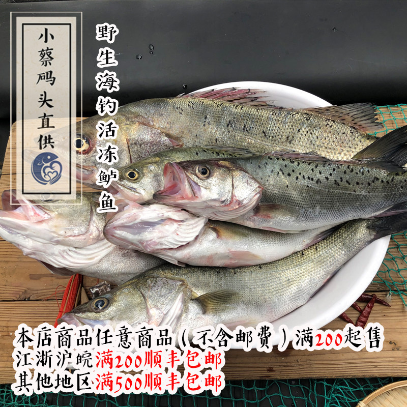 【小蔡码头直供】东海海钓钓口海其它