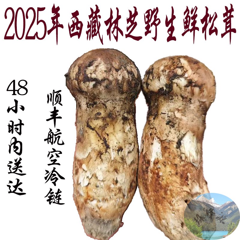 西藏直发均不开伞500克包邮 西藏林芝野生松茸 鲜松茸顺丰冷链