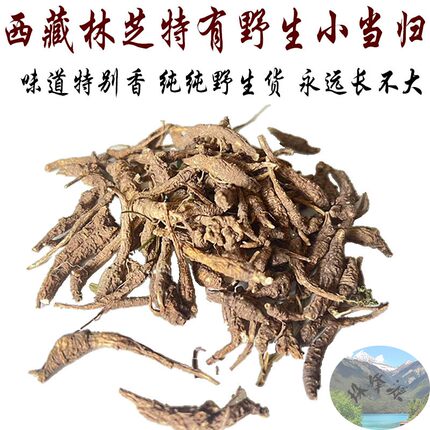 西藏直发50克包邮  西藏林芝野生当归   藏当归 小当归 纯野生