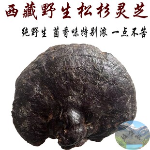 西藏直发 西藏林芝产野生松杉灵芝 500克 老松杉灵芝 松杉灵芝